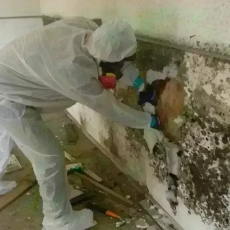 Mold Remediation and Removal in Sierra County, CA